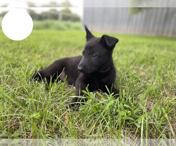 Medium Photo #4 German Shepherd Dog Puppy For Sale in BOLIVAR, MO, USA
