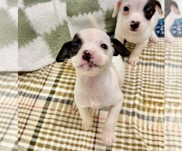 Medium Photo #1 Chipin Puppy For Sale in Gilberts, IL, USA