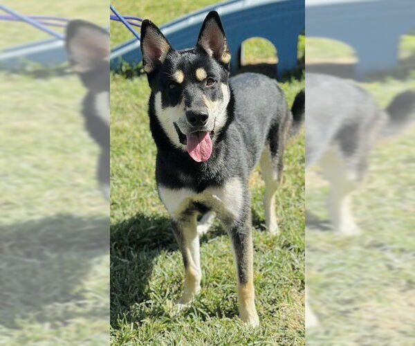 Medium Photo #2 Labrador Retriever-Siberian Husky Mix Puppy For Sale in Modesto, CA, USA