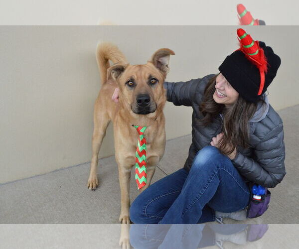 Medium Photo #3 Mutt Puppy For Sale in McKinney, TX, USA