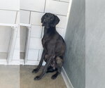 Small Great Dane