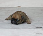 Small Photo #12 French Bulldog Puppy For Sale in WINNSBORO, TX, USA