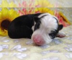 Small Photo #55 Border Collie Puppy For Sale in NORBORNE, MO, USA