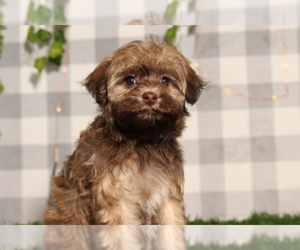 Medium Photo #2 Havanese Puppy For Sale in MARIETTA, GA, USA
