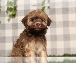Small #1 Havanese