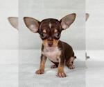 Small #14 Chihuahua