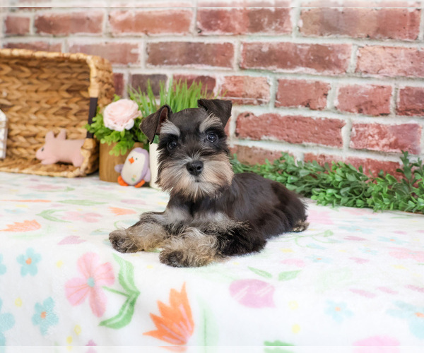 Medium Photo #7 Schnauzer (Miniature) Puppy For Sale in SYRACUSE, IN, USA