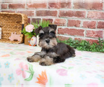 Small #6 Schnauzer (Miniature)