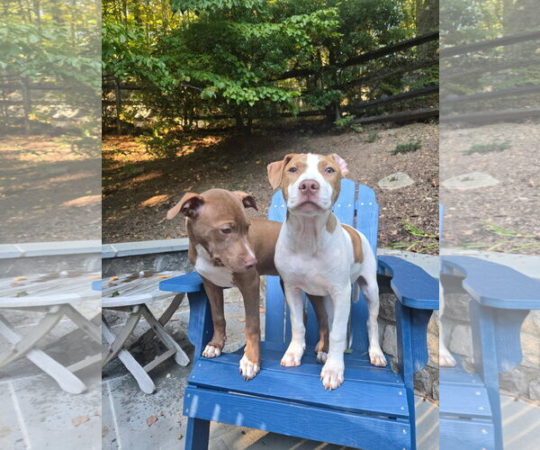 Medium Photo #3 American Pit Bull Terrier Puppy For Sale in Southbury, CT, USA