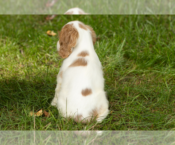 Medium Photo #29 Cocker Spaniel Puppy For Sale in NAPPANEE, IN, USA