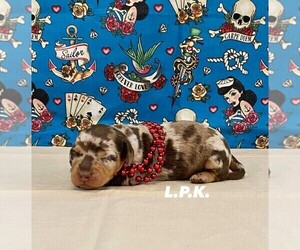 Dachshund Puppy for sale in WINNSBORO, LA, USA