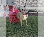 Small #3 Mutt