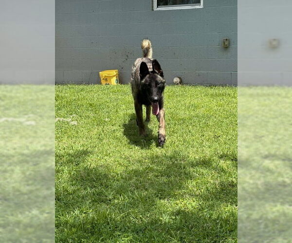 Medium Photo #1 Mutt Puppy For Sale in Imlay City, MI, USA