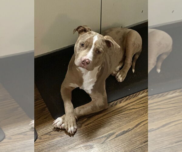 Medium Photo #10 American Bulldog Puppy For Sale in Brights Grove, Ontario, Canada