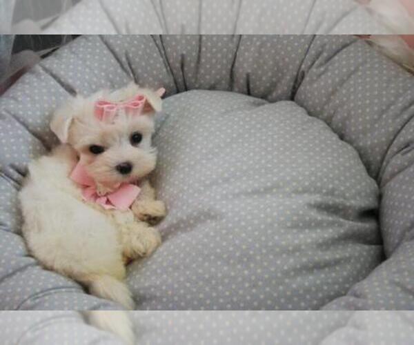 Medium Photo #5 Morkie Puppy For Sale in PEMBROKE PINES, FL, USA