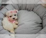 Small Photo #5 Morkie Puppy For Sale in PEMBROKE PINES, FL, USA