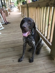Father of the German Shorthaired Pointer puppies born on 05/30/2018