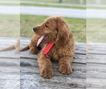 Small #7 Goldendoodle