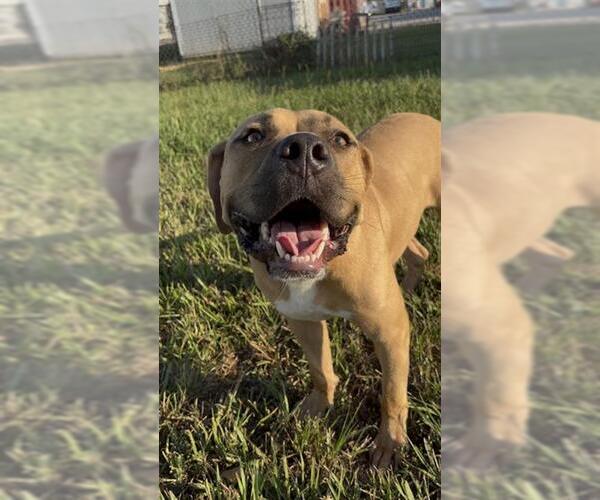 Medium Photo #2 Staffordshire Bull Terrier Puppy For Sale in Rosenberg, TX, USA