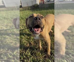 BUBBIE - Male Staffordshire Bull Terrier Dog for Adoption - Photo #2