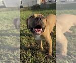 Small Photo #2 Staffordshire Bull Terrier Puppy For Sale in Rosenberg, TX, USA