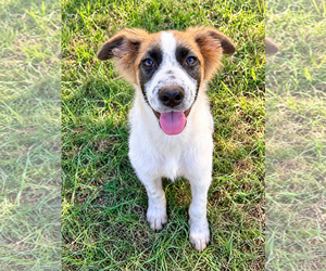Australian Shepherd Dogs for adoption in Dallas, TX, USA