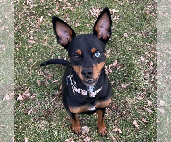 Medium Photo #2 Miniature Pinscher-Unknown Mix Puppy For Sale in Fargo, ND, USA