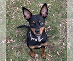 Small #1 Miniature Pinscher Mix
