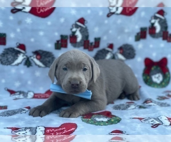 Medium Photo #1 Labrador Retriever Puppy For Sale in LANCASTER, PA, USA