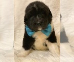 Small Photo #1 Newfypoo Puppy For Sale in DALE, IN, USA