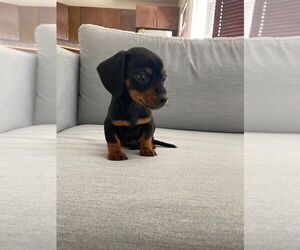 Dachshund Puppy for sale in CHULA VISTA, CA, USA