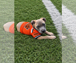 Bronson - Male Boxer-Unknown Mix Dog for Adoption - Small photo