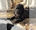 Small Photo #2 Goldendoodle Puppy For Sale in LINCOLN, NE, USA