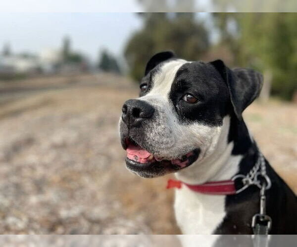 Medium Photo #10 American Bulldog-American Staffordshire Terrier Mix Puppy For Sale in Lake Forest, CA, USA