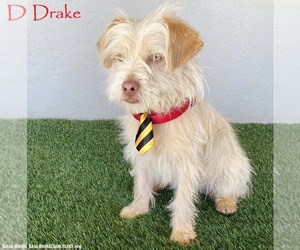 Mutt Dogs for adoption in San Diego, CA, USA