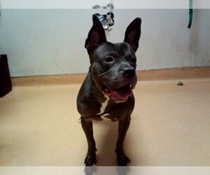 Mutt Dogs for adoption in Martinez, CA, USA