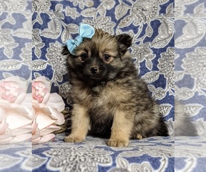 Pomeranian Puppy for sale in KIRKWOOD, PA, USA