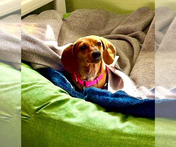 Medium Photo #2 Dachshund Puppy For Sale in Kennesaw, GA, USA