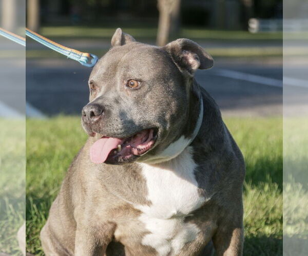 Medium Photo #7 American Pit Bull Terrier-Unknown Mix Puppy For Sale in Brooklyn Center, MN, USA