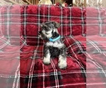 Small #7 Schnauzer (Miniature)