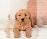 Small #1 Golden Retriever