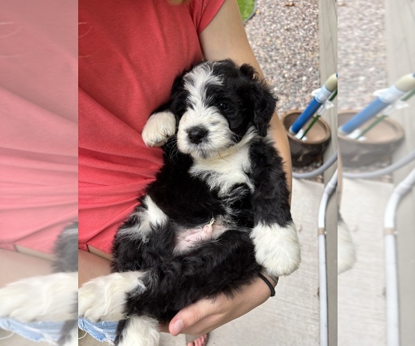 Medium Photo #13 Bernedoodle Puppy For Sale in POPLAR, WI, USA