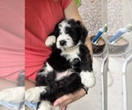 Small #12 Bernedoodle