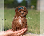 Puppy Tiny Waffles Goldendoodle (Miniature)