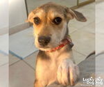 Small #2 Mutt