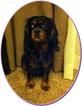 Small Photo #1 Cavachon Puppy For Sale in COLVILLE, WA, USA