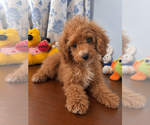 Havapoo puppies - Male Havapoo Puppy for Sale - Photo #17