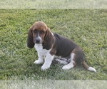 Small #2 Basset Hound