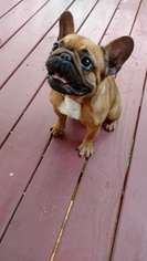 French Bulldog Dogs for adoption in ELLIJAY, GA, USA