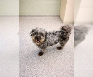 Shih Tzu-Unknown Mix Dogs for adoption in Westminster, MD, USA